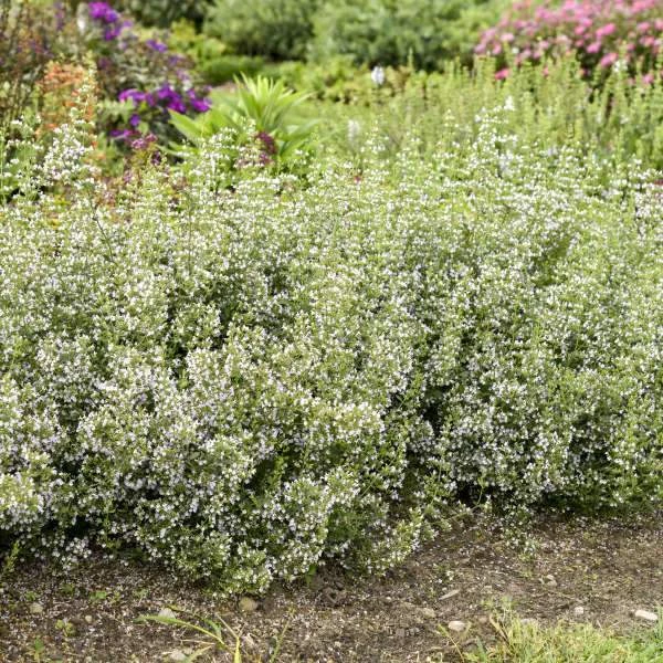 Garden Goods Direct Calamintha Nepeta Perennials 3 Garden Goods Direct Calamintha Nepeta Perennials
