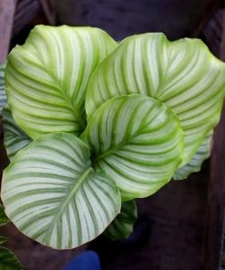 Garden Goods Direct Calathea Orbifolia