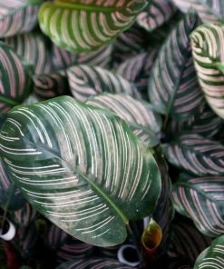 Garden Goods Direct Calathea Ornata 6 Garden Goods Direct Calathea Ornata