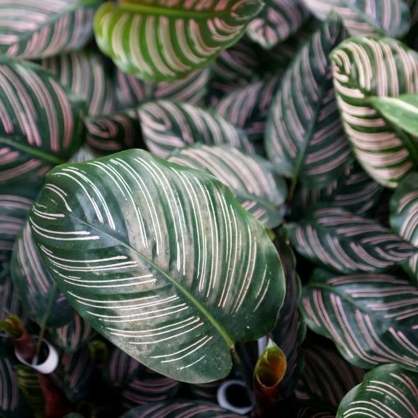 Garden Goods Direct Calathea Ornata 3 Garden Goods Direct Calathea Ornata