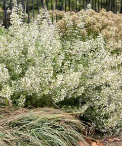 Garden Goods Direct Calamintha Nepeta Perennials