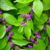 Garden Goods Direct Shrubs Early Amethyst Beautyberry