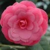 Garden Goods Direct April Kiss Camellia Shrubs