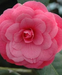 Garden Goods Direct April Kiss Camellia Shrubs