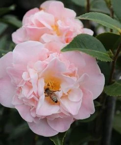 Garden Goods Direct Shrubs Camellia High Fragrance