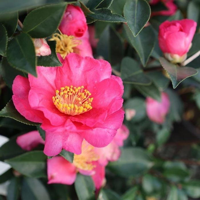 Garden Goods Direct Kanjiro Camellia Shrubs 1 Garden Goods Direct Kanjiro Camellia Shrubs
