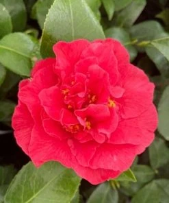Garden Goods Direct Camellia Kramer's Supreme