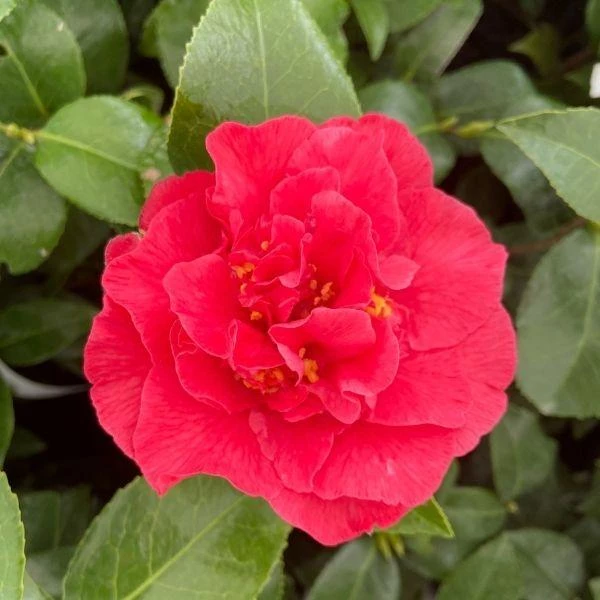 Garden Goods Direct Camellia Kramer's Supreme 1 Garden Goods Direct Camellia Kramer's Supreme