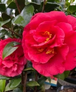 Garden Goods Direct Camellia Kramer's Supreme 7 Garden Goods Direct Camellia Kramer's Supreme