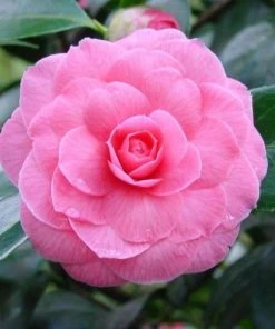 Garden Goods Direct Pink Perfection Camellia Japonica