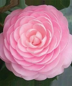 Garden Goods Direct Pink Perfection Camellia Japonica