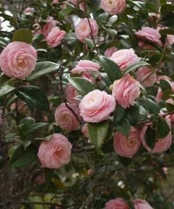 Garden Goods Direct Pink Perfection Camellia Japonica