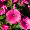 Garden Goods Direct Hibiscus Summerific Candy Crush