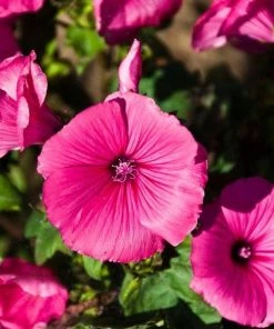 Garden Goods Direct Hibiscus Summerific Candy Crush