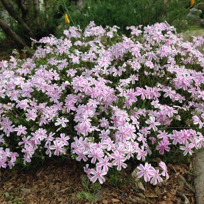 Garden Goods Direct Perennials Phlox Candy Stripe 2 Garden Goods Direct Perennials Phlox Candy Stripe