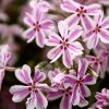 Garden Goods Direct Perennials Phlox Candy Stripe