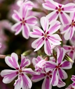 Garden Goods Direct Perennials Phlox Candy Stripe