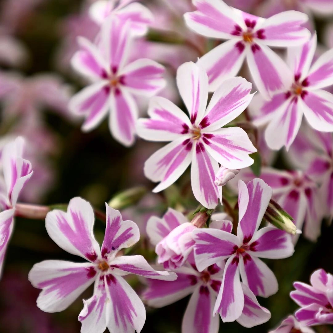 Garden Goods Direct Perennials Phlox Candy Stripe 1 Garden Goods Direct Perennials Phlox Candy Stripe