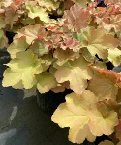 Garden Goods Direct Heuchera Caramel Perennials