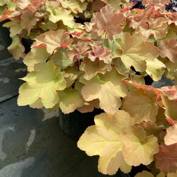 Garden Goods Direct Heuchera Caramel Perennials 2 Garden Goods Direct Heuchera Caramel Perennials