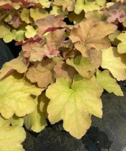 Garden Goods Direct Heuchera Caramel Perennials 5 Garden Goods Direct Heuchera Caramel Perennials