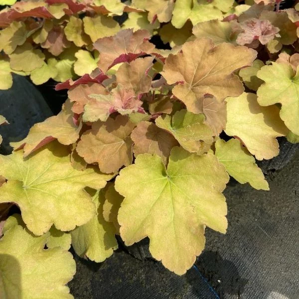 Garden Goods Direct Heuchera Caramel Perennials 3 Garden Goods Direct Heuchera Caramel Perennials