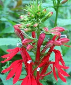 Garden Goods Direct Cardinal Flower