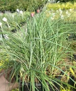 Garden Goods Direct Carex Blue Zinger Perennials