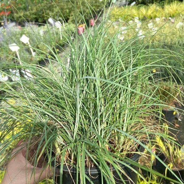 Garden Goods Direct Carex Blue Zinger Perennials 2 Garden Goods Direct Carex Blue Zinger Perennials