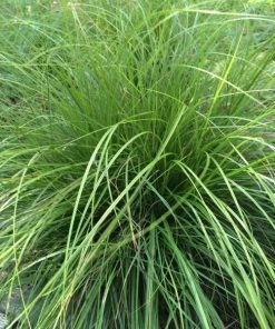 Garden Goods Direct Carex Pensylvanica Perennials