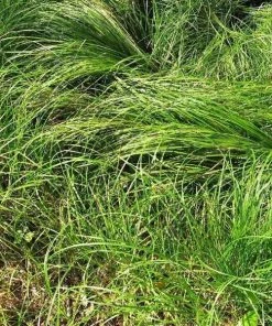 Garden Goods Direct Carex Pensylvanica Perennials