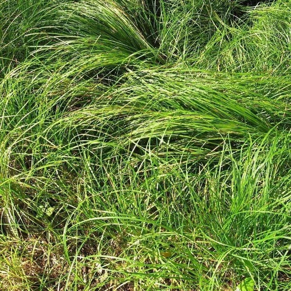 Garden Goods Direct Carex Pensylvanica Perennials 2 Garden Goods Direct Carex Pensylvanica Perennials