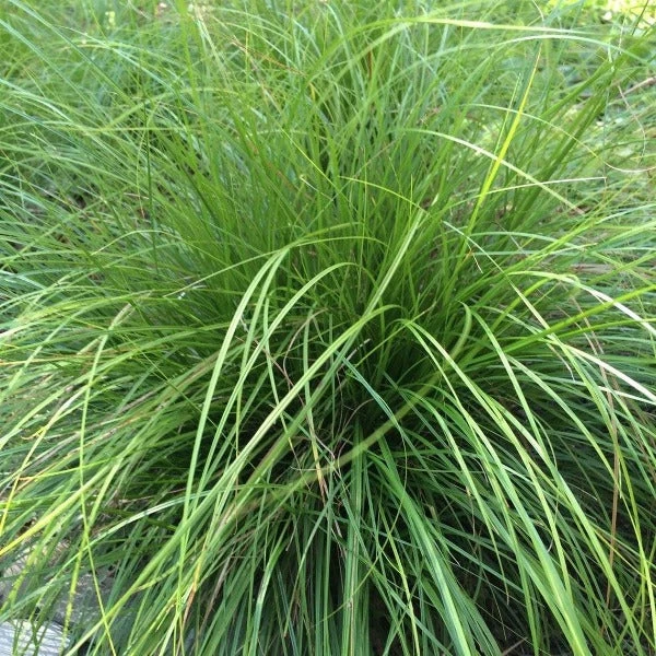 Garden Goods Direct Carex Pensylvanica Perennials 1 Garden Goods Direct Carex Pensylvanica Perennials