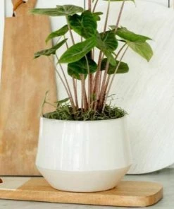 Garden Goods Direct Carter' Tapered Ceramic Crock All Planters & Pottery