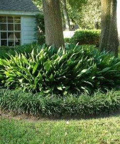 Garden Goods Direct Cast Iron Plant