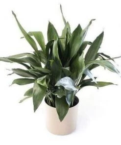 Garden Goods Direct Cast Iron Plant