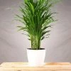 Garden Goods Direct Cat Palm House Plants
