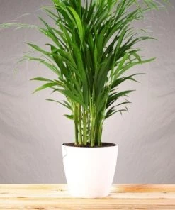 Garden Goods Direct Cat Palm House Plants