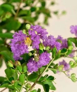 Garden Goods Direct Catawba Crape Myrtle Trees