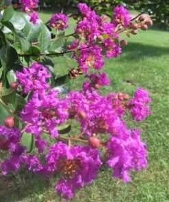 Garden Goods Direct Catawba Crape Myrtle Trees