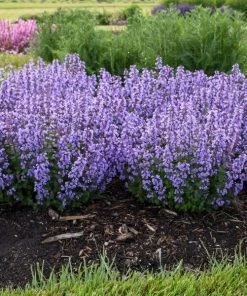 Garden Goods Direct Nepeta Cat's Pajamas