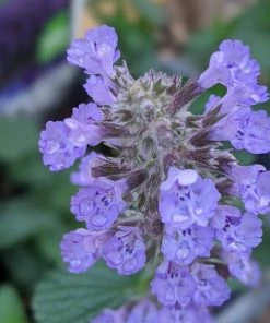 Garden Goods Direct Nepeta Cat's Pajamas