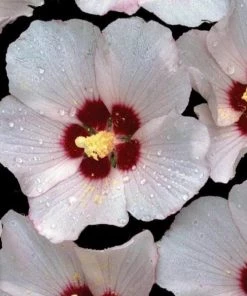 Garden Goods Direct Hibiscus Head Over Heels Blush Perennials