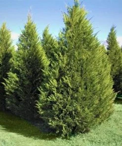 Garden Goods Direct Leyland Cypress
