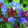 Garden Goods Direct Perennials Ceratostigma Plumbaginoides