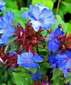 Garden Goods Direct Perennials Ceratostigma Plumbaginoides