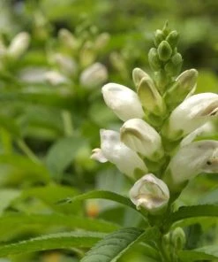 Garden Goods Direct Chelone Glabra Perennials 6 Garden Goods Direct Chelone Glabra Perennials