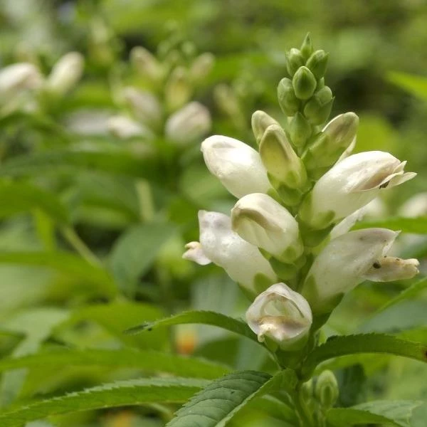 Garden Goods Direct Chelone Glabra Perennials 3 Garden Goods Direct Chelone Glabra Perennials