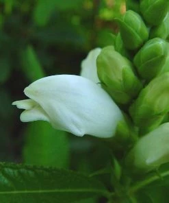 Garden Goods Direct Chelone Glabra Perennials