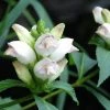 Garden Goods Direct Chelone Glabra Perennials